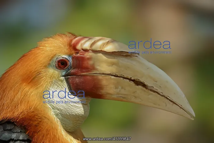 : Papua Hornbill (Rhyticeros plicatus, Aceros plicatus) : Papua Hornbill (Rhyticeros plicatus, Aceros plicatus)
