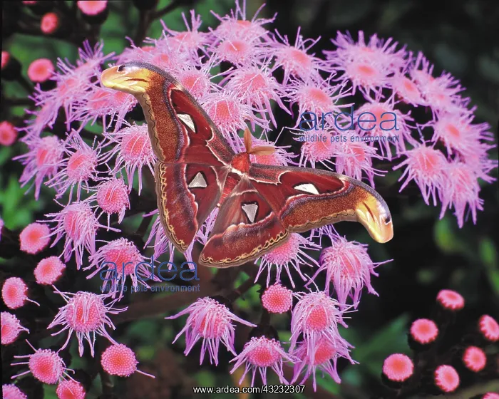 : Papua New Guinea. Atlas moth on flower : Papua New Guinea. Atlas moth on flower