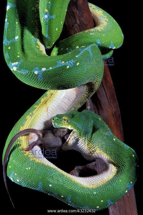 : Papua New Guinea. Green tree python (Morelia : Papua New Guinea. Green tree python (Morelia