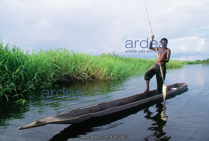 : PAPUA NEW GUINEA - harpooning fish, Chambri Lakes : PAPUA NEW GUINEA - harpooning fish, Chambri Lakes