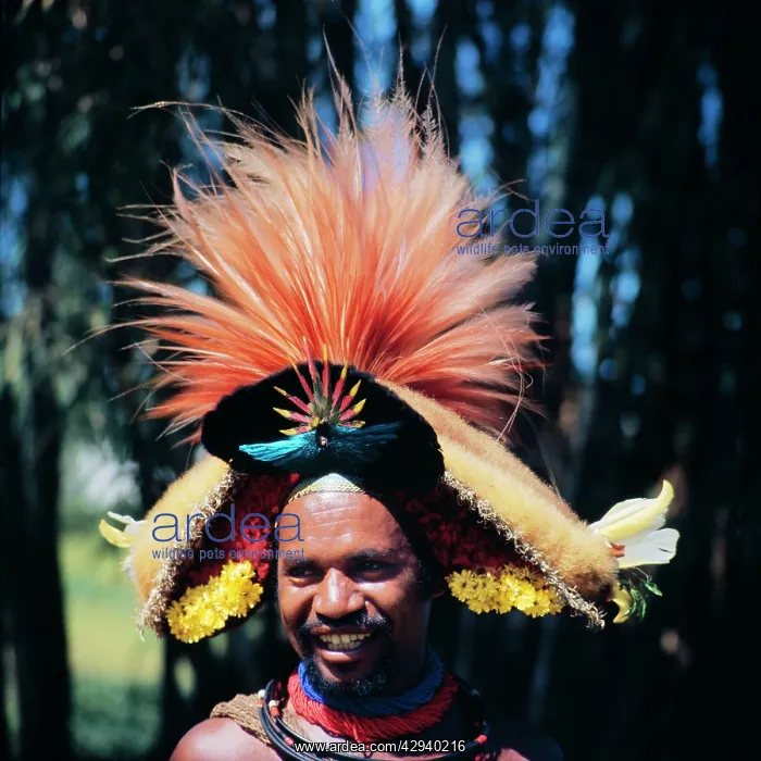 : PAPUA New Guinea - Huli Wigman in headress : PAPUA New Guinea - Huli Wigman in headress