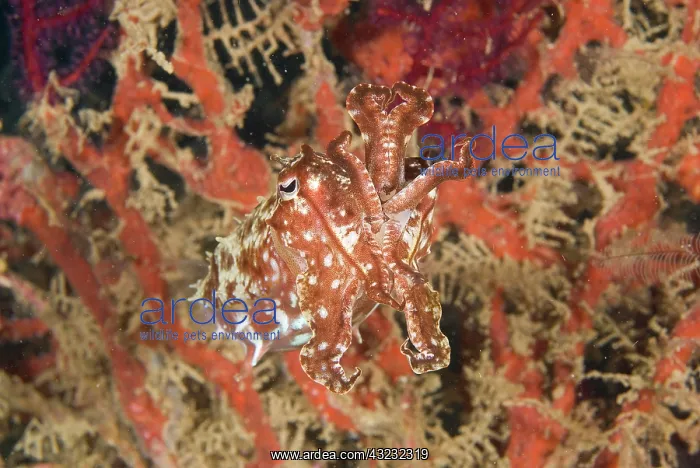 : Papua New Guinea, New Britain Island. Close-up : Papua New Guinea, New Britain Island. Close-up