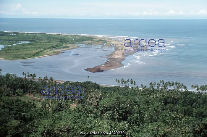 : Papua New Guinea - Silt deposits at river mouth : Papua New Guinea - Silt deposits at river mouth