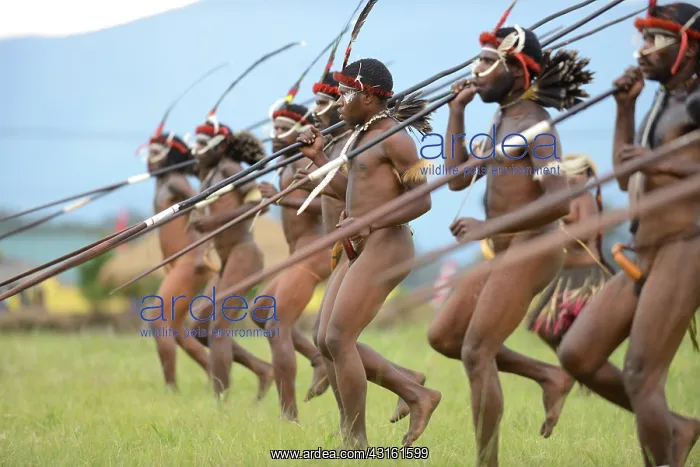 : Papua warriors wearing koteka's with spears attacking : Papua warriors wearing koteka's with spears attacking