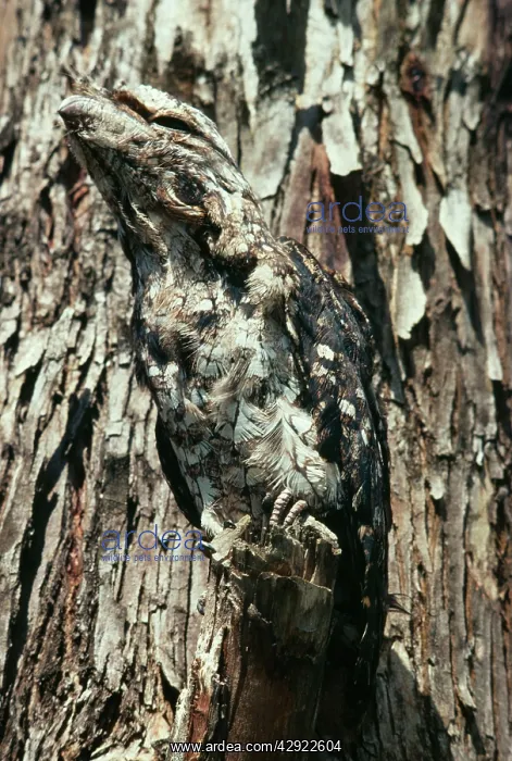 : Papuan FROGMOUTH - camouflaged against tree trunk : Papuan FROGMOUTH - camouflaged against tree trunk