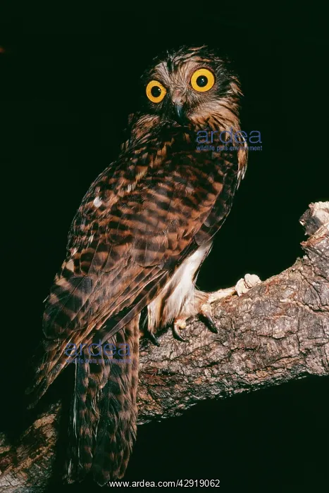 : PAPUAN HAWK OWL : PAPUAN HAWK OWL
