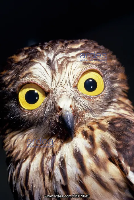 : PAPUAN HAWK OWL -C / U : PAPUAN HAWK OWL -C / U