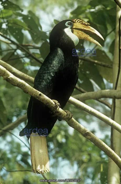 : Papuan HORNBILL : Papuan HORNBILL