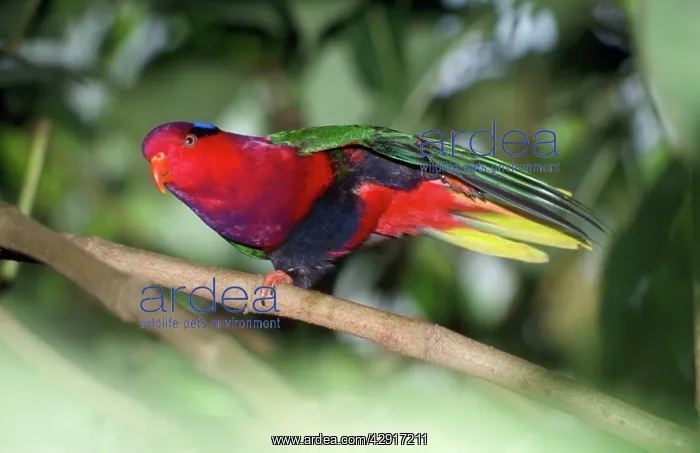 : Papuan Lory / Lorikeet - lifting one leg, on one leg : Papuan Lory / Lorikeet - lifting one leg, on one leg