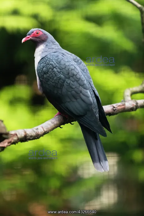 : Papuan mountain pigeon, perched on branch, native : Papuan mountain pigeon, perched on branch, native