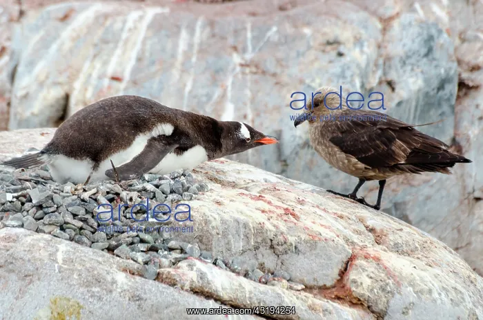 : Papuan penguin (Pygoscelis papua) adult at nest : Papuan penguin (Pygoscelis papua) adult at nest