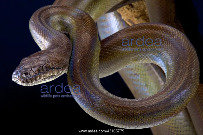 : Papuan python (Apodora papuana), Papua New Guinea : Papuan python (Apodora papuana), Papua New Guinea