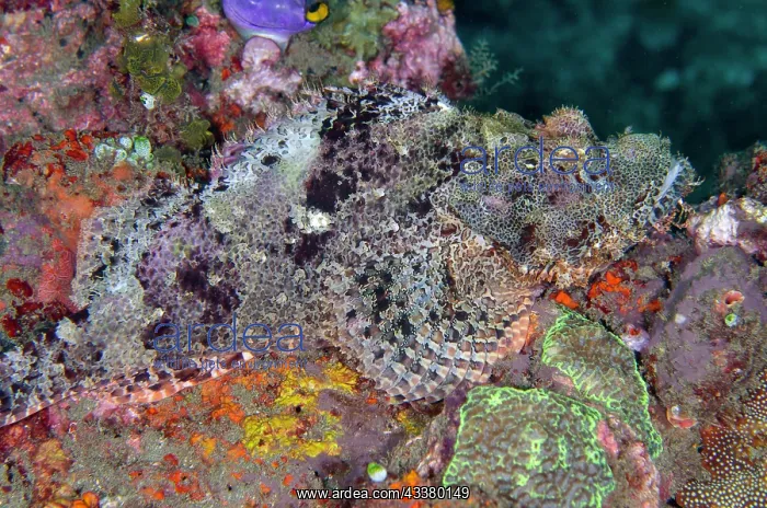 : Papuan Scorpionfish : Papuan Scorpionfish