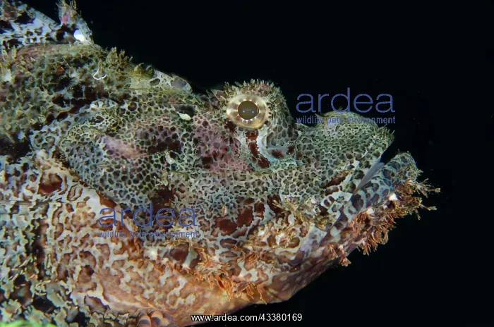 : Papuan Scorpionfish : Papuan Scorpionfish