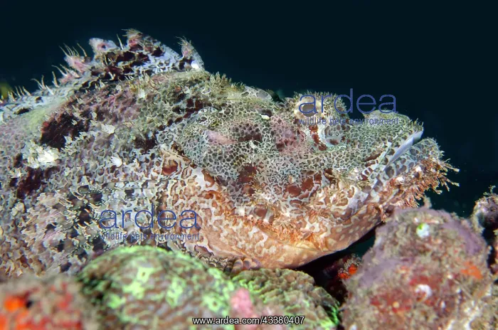  : Papuan Scorpionfish