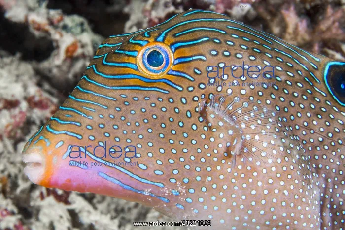 : Papuan toby (Canthigaster papua), Moalboal, Philippines : Papuan toby (Canthigaster papua), Moalboal, Philippines