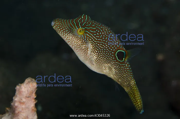  : Papuan Toby - Pong Pong dive site, Seraya, near