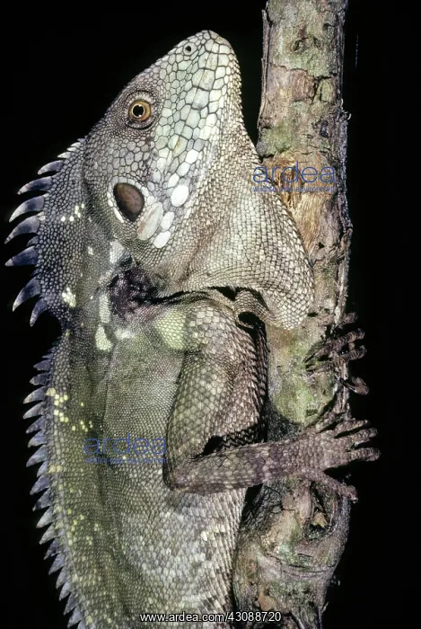 : Papuan Tree Dragon (Hypsilurus papuensis) : Papuan Tree Dragon (Hypsilurus papuensis)