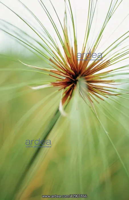 : Papyrus, Cyperus papyrus : Papyrus, Cyperus papyrus