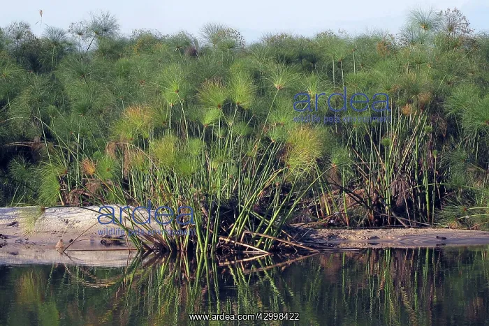 : Papyrus (Cyperus papyrus). Okavango River, Okavango Delta : Papyrus (Cyperus papyrus). Okavango River, Okavango Delta