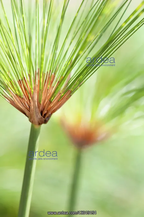 : Papyrus, Cyperus papyrus. Close cropped view of stems of papyrus : Papyrus, Cyperus papyrus. Close cropped view of stems of papyrus