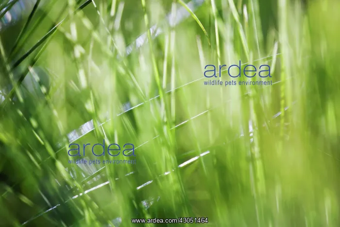 : Papyrus, Cyperus papyrus : Papyrus, Cyperus papyrus