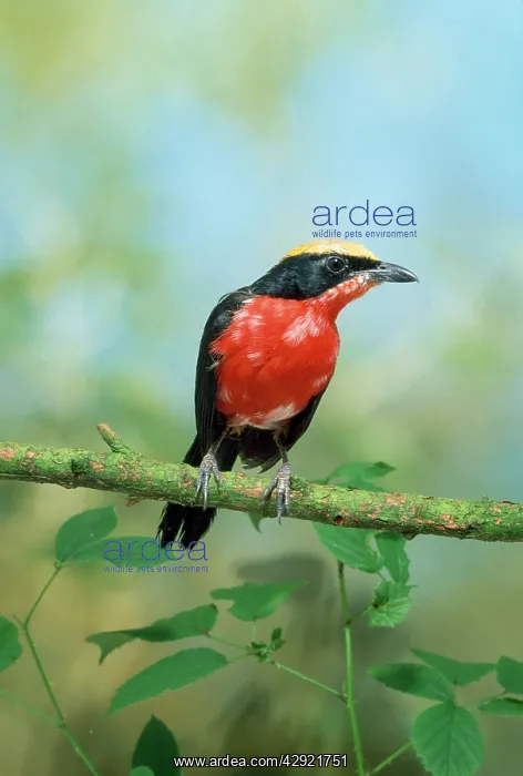 : Papyrus Gonolek / Yellow-crowned Gonolek / Mufumbiri Shrike : Papyrus Gonolek / Yellow-crowned Gonolek / Mufumbiri Shrike