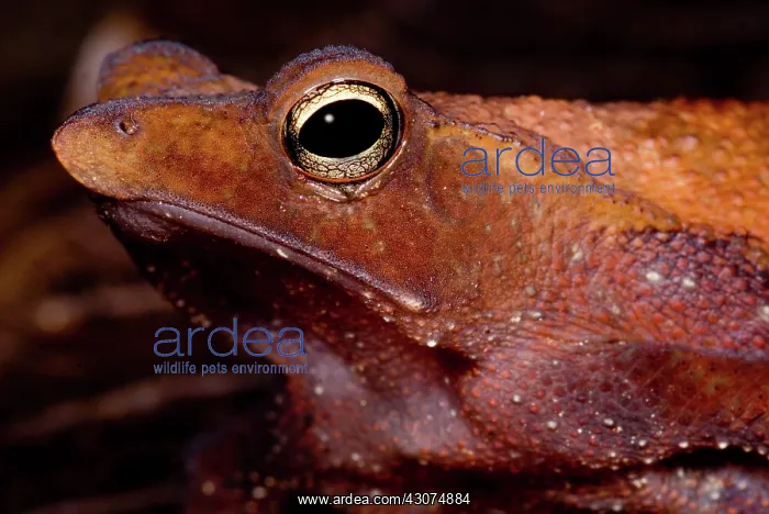 : Para Toad. The Para Toad, Rhinella castaneotica, is a leaf litter dwelling species : Para Toad. The Para Toad, Rhinella castaneotica, is a leaf litter dwelling species