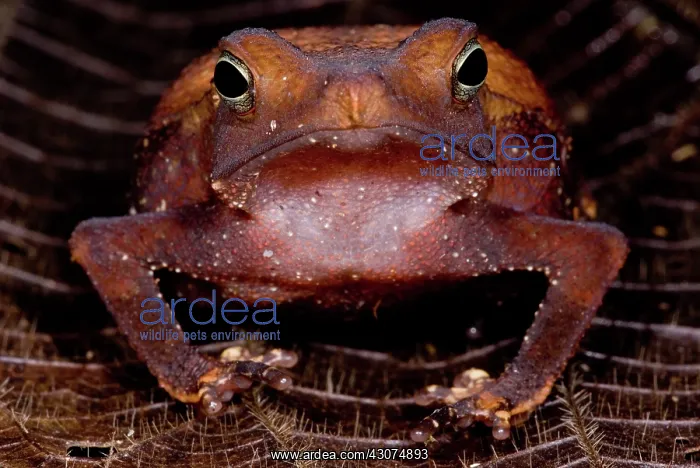 : Para Toad. The Para Toad, Rhinella castaneotica, is a leaf litter dwelling species : Para Toad. The Para Toad, Rhinella castaneotica, is a leaf litter dwelling species