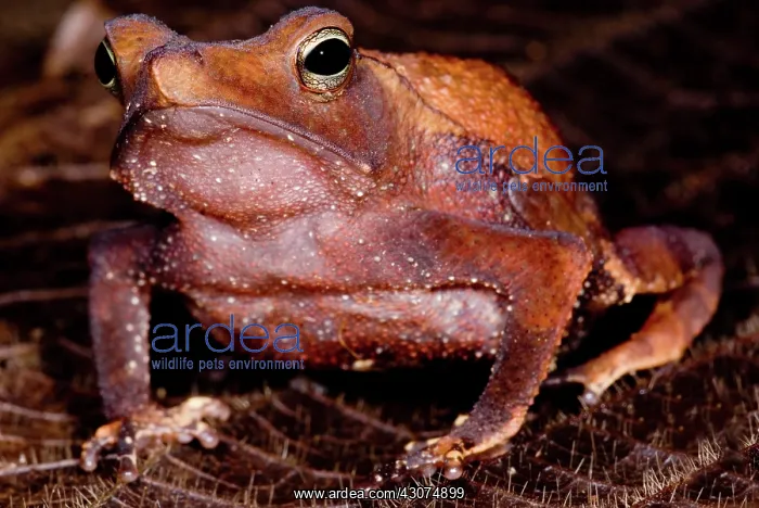 : Para Toad. The Para Toad, Rhinella castaneotica, is a leaf litter dwelling species : Para Toad. The Para Toad, Rhinella castaneotica, is a leaf litter dwelling species