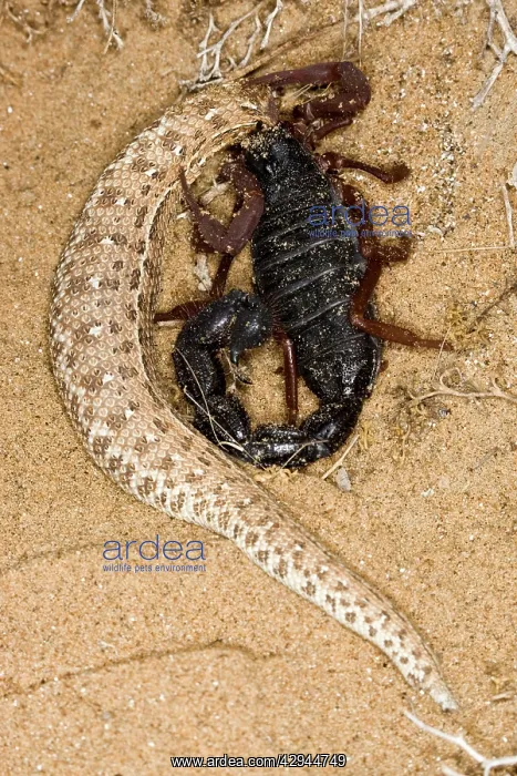  : Parabuthus Scorpion - Eating a Sidewinder, after