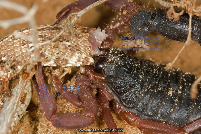 : Parabuthus Scorpion - Eating a Sidewinder, after : Parabuthus Scorpion - Eating a Sidewinder, after