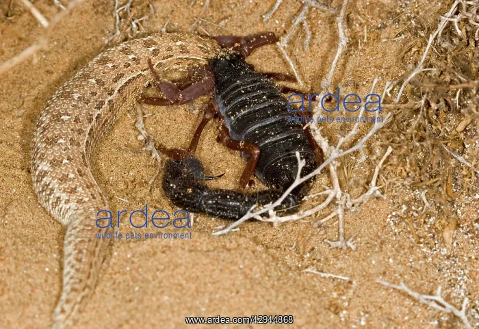 : Parabuthus Scorpion - Eating a Sidewinder, after : Parabuthus Scorpion - Eating a Sidewinder, after