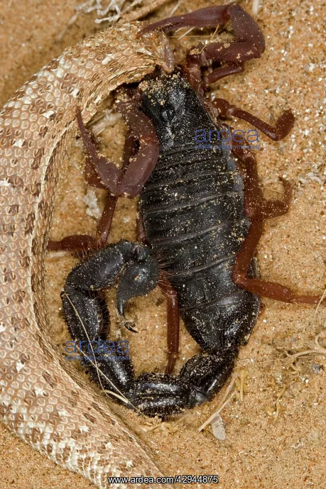 : Parabuthus Scorpion - Eating a Sidewinder, after : Parabuthus Scorpion - Eating a Sidewinder, after