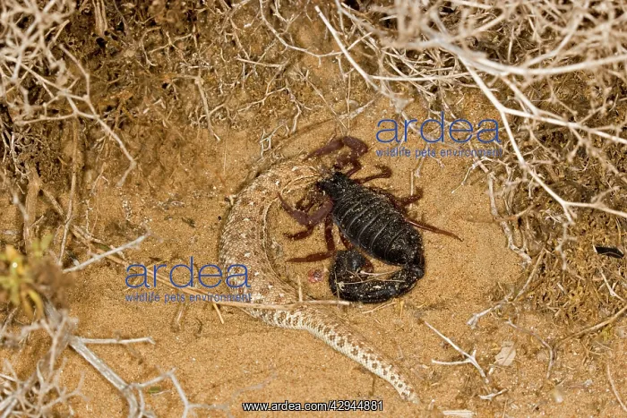 : Parabuthus Scorpion - Eating a Sidewinder, after : Parabuthus Scorpion - Eating a Sidewinder, after
