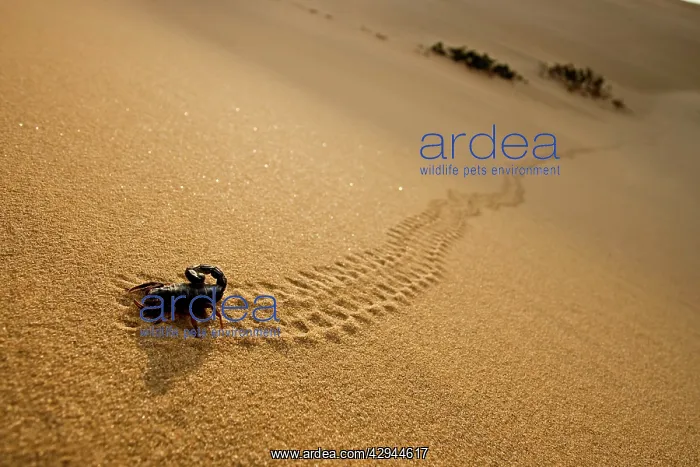 : Parabuthus Scorpion - leaving tracks up a dune at sunset : Parabuthus Scorpion - leaving tracks up a dune at sunset