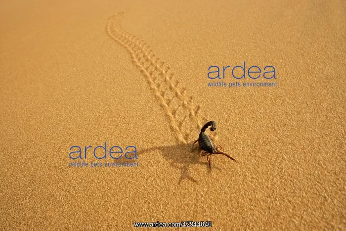 : Parabuthus Scorpion - leaving tracks up a dune at sunset : Parabuthus Scorpion - leaving tracks up a dune at sunset