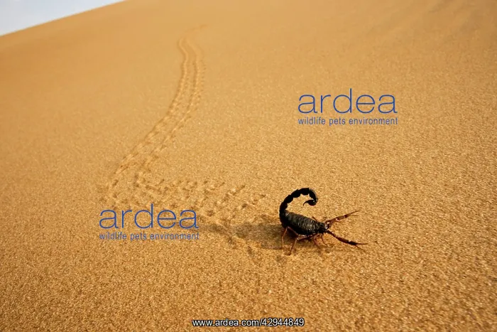 : Parabuthus Scorpion - leaving tracks up a dune at sunset : Parabuthus Scorpion - leaving tracks up a dune at sunset