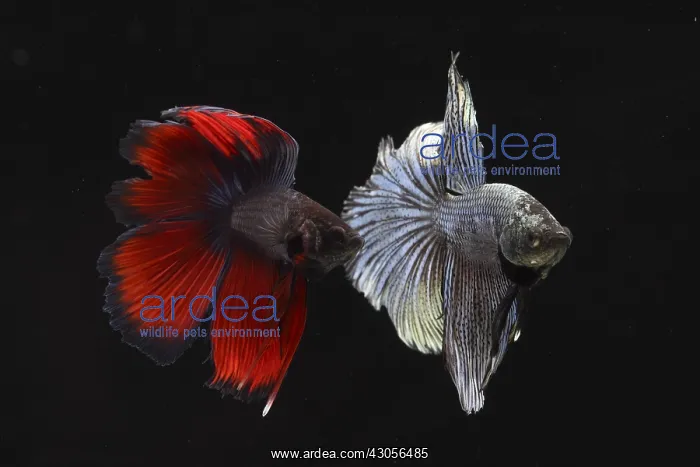 : Parade of intimidation between the Siamese fighting fish mal : Parade of intimidation between the Siamese fighting fish mal