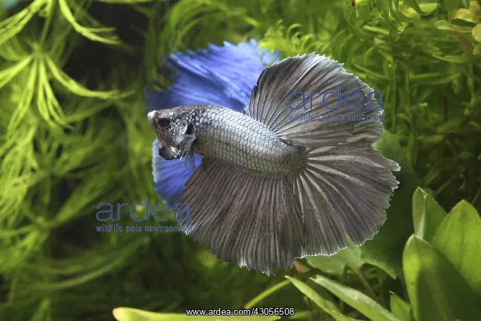 : Parade of intimidation between the Siamese fighting fish mal : Parade of intimidation between the Siamese fighting fish mal