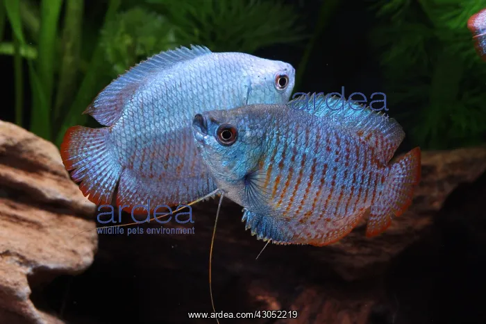 : Parade between two male dwarf gourami : Parade between two male dwarf gourami