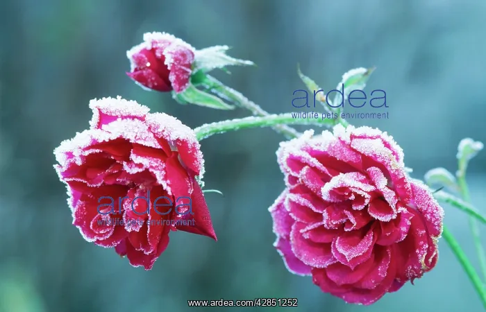 : Parade Rose - Hybrid : Parade Rose - Hybrid