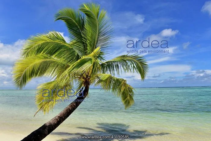 : Paradise beach, palm tree and ocean, Nosy Mangabe : Paradise beach, palm tree and ocean, Nosy Mangabe