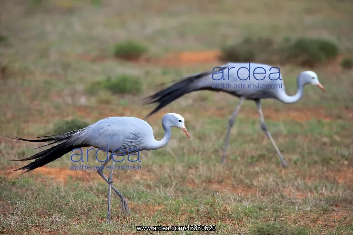 : Paradise Crane (Anthropoides paradisea), adult : Paradise Crane (Anthropoides paradisea), adult