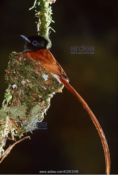 : PARADISE FLYCATCHER : PARADISE FLYCATCHER