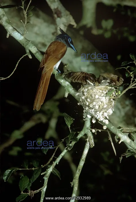 : Paradise FLYCATCHER - Female : Paradise FLYCATCHER - Female