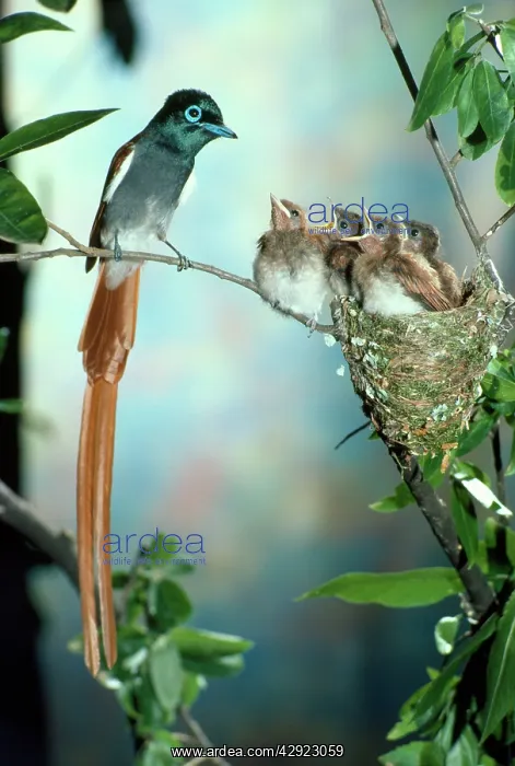 : Paradise Flycatcher - male with young : Paradise Flycatcher - male with young