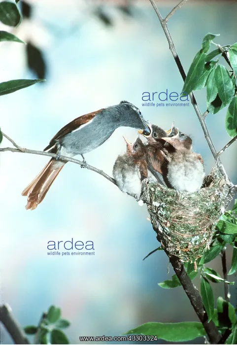 : PARADISE FLYCATCHER AT NEST - female feeding young at nest : PARADISE FLYCATCHER AT NEST - female feeding young at nest