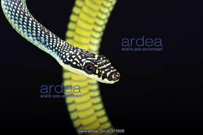 : Paradise flying snake (Chrysopelea paradisi), Malaysia : Paradise flying snake (Chrysopelea paradisi), Malaysia