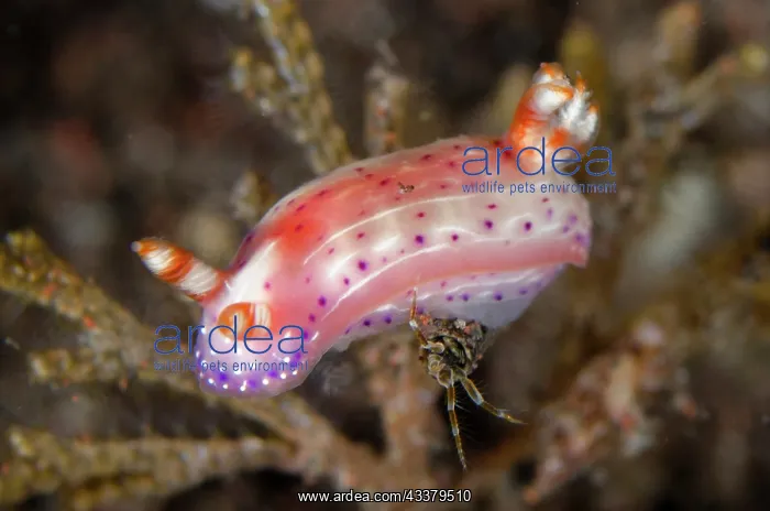 : Paradise Hypselodoris Nudibranch : Paradise Hypselodoris Nudibranch